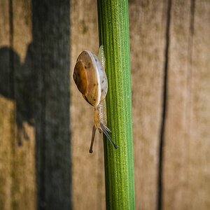 Schatten-Schnecke