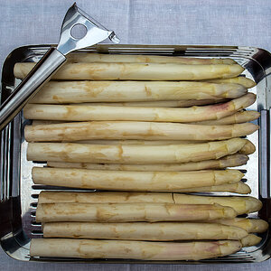 Spargel
