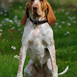 Prinzessin Mali