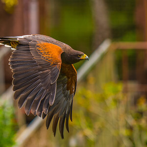 Bussard