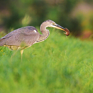 810 0537al5fks30p1f