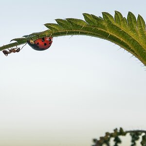 Begegnung am Morgen