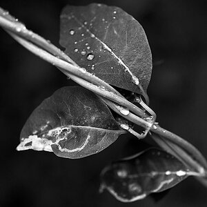 Nach dem Regen