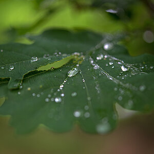 Nach dem Regen 2
