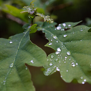 Nach dem Regen 3