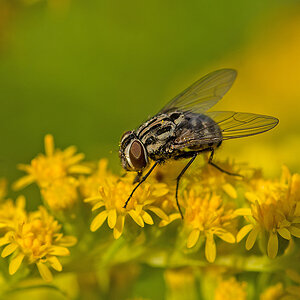 Fliege 1