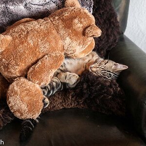 Kater Pablo mit Braunbär 9295