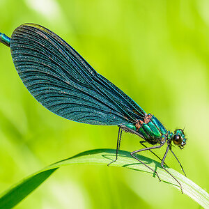 Blauflügel Prachtlibelle1