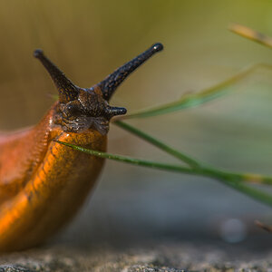 Gesicht