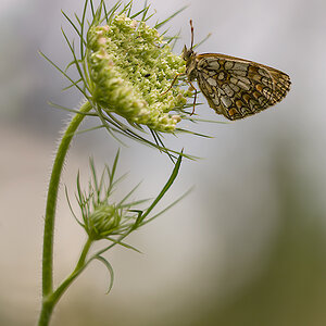 Wachtelweizen Scheckenfalter (Melitaea athalia)