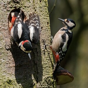 D50 9585 Herr Specht wird abgelöstIA 4 2017