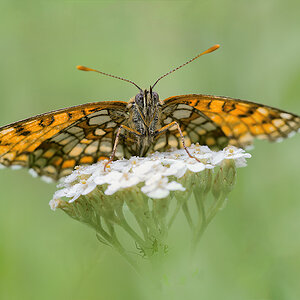 Wachtelweizen-Scheckenfalter (Melitaea athalia)
