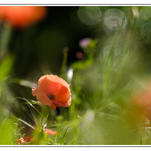 Mohnbokeh