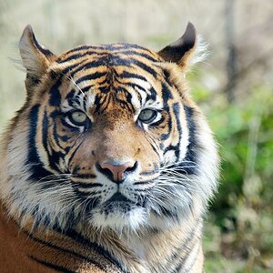 Sumatra Tieger