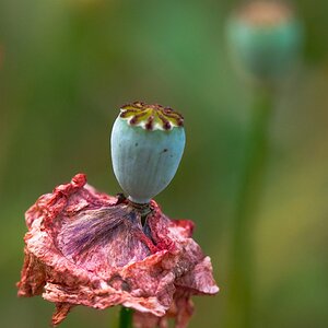 Mohn