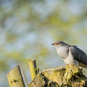 comp 20170512 DSC 5652 2