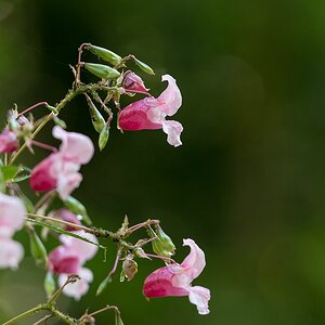 H004900c
