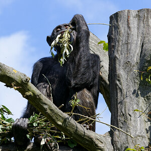 NIKON 1 J5, ISO 400, 1/500 s, f/8, 147 mm, DxO OP 11 Elite