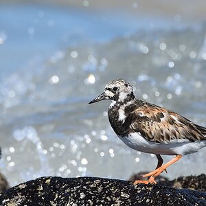 s1911 Isabela Ruddy Turnstone 5139