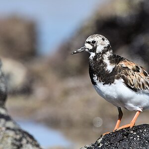 s1911 Isabela Ruddy Turnstone 5150