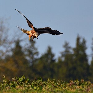 2017 11451