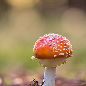 Fliegenpilz