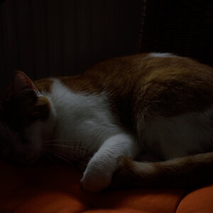 DSC 0930
