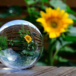 Sonnenblume  DSC0115 01