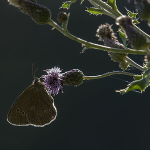 schmetterling 04