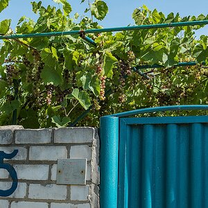 Auch Weinpflanzen können Schatten spenden bei der unglaublichen Hitze hier im Sommer