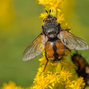 Fliege 2