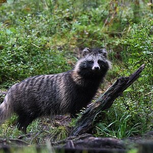 s381 Alutaguse Marderhund 6658