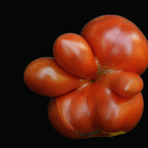 erste tomate 2017