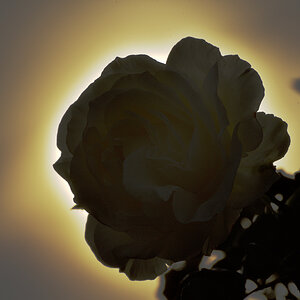 Kurz nach Feierabend auf einem fotografischen Kurztripp erwischte ich die Rose in ihrer Pracht und dachte, ich stelle damit die Sonne mal in den Schat