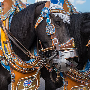 Porträt Bräuross Wiesn