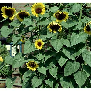 compSonnenblumen