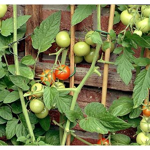 compTomaten