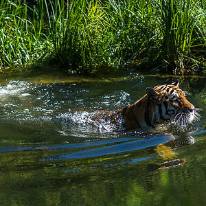 Tiger schwimmt