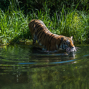 Tiger geht ins Wasser