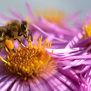 biene auf Aster