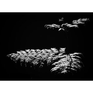 AusklangPZ1 2042