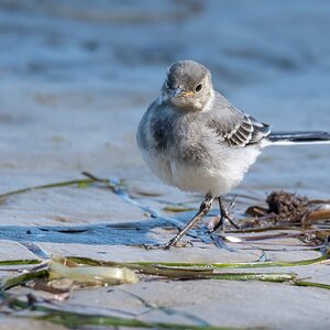 D50 5672 Strand Bach Stelze Poel IA 8 2017