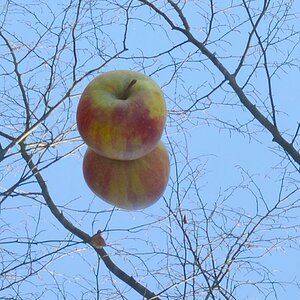 1OB7878Apfel klein web