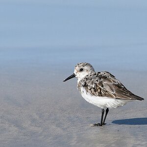 s1912 Isabela Sanderling 5061