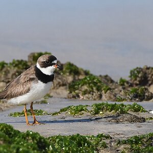 s1913 Isabela Semi palmated Plover 5059