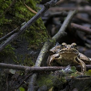 Froschblick V1