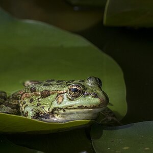 Teichfrosch 30-110