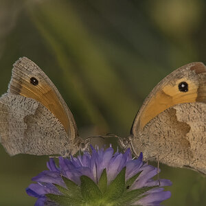 schmetterling 05