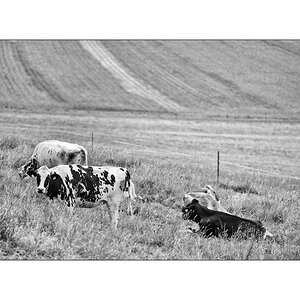 MorgenPZ1 2065