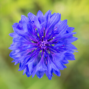 Kornblume